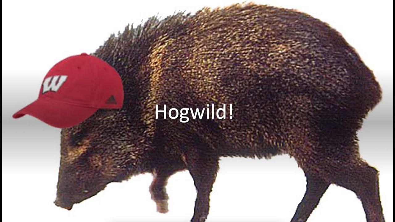 Hogwild! award-talk artwork showing a wild boar wearing a red Wisconsin cap