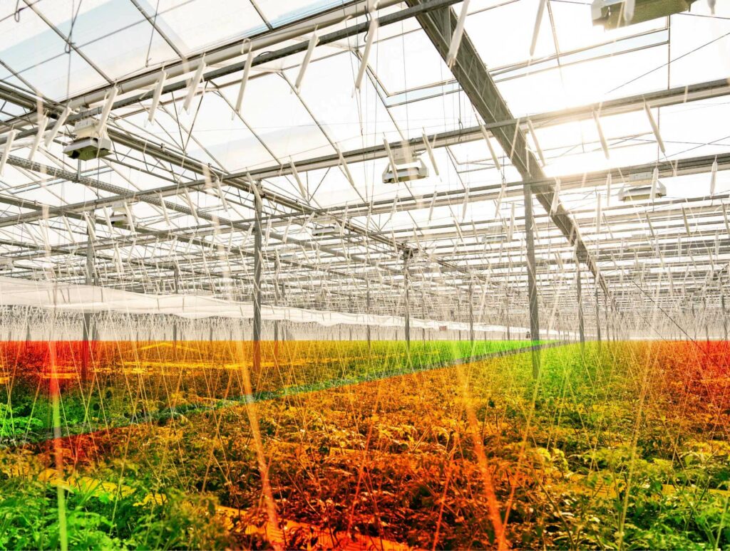 Greenhouse yield heatmap generated by Four Growers analytics