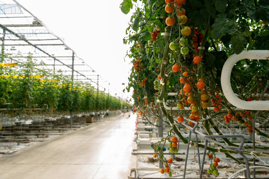 Four Growers GR-100 robot working a commercial greenhouse tomato row
