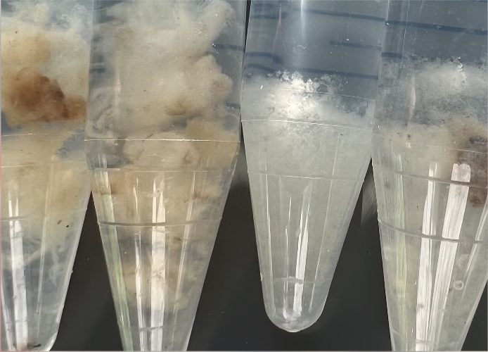Cotton growing in clear vessels containing culture medium