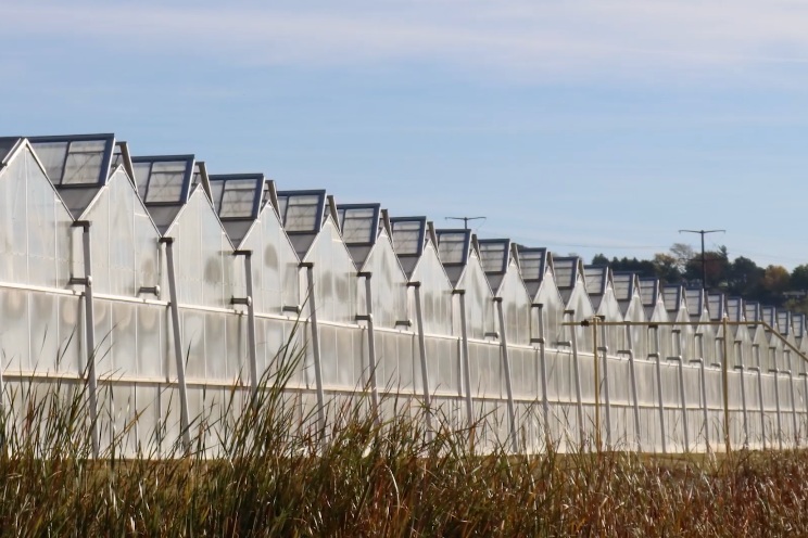 A long row of connected Prospiant greenhouse bays with raised roof vents