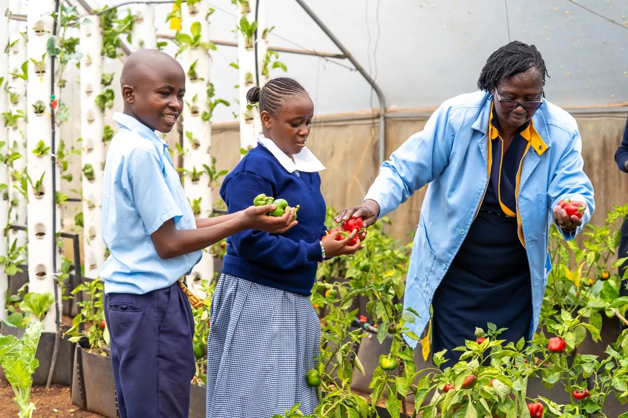 Learners and an adult harvest peppers in a GGI school greenhouse with vertical growing columns