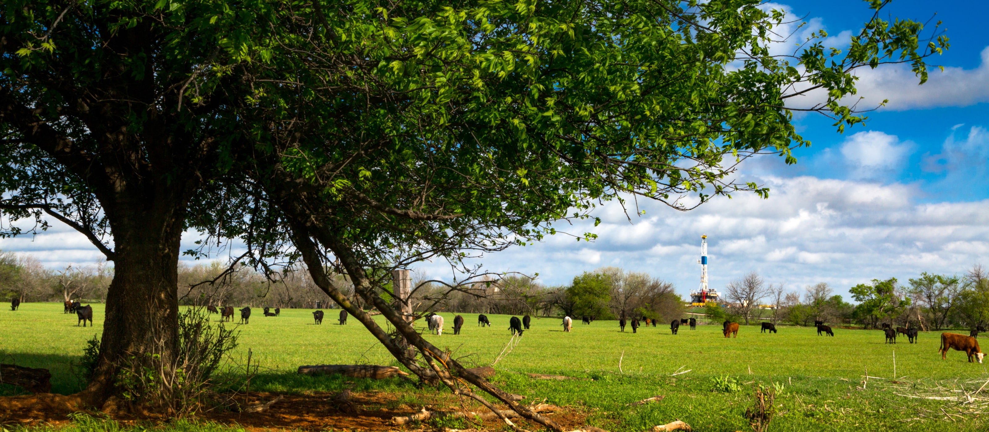 Cattle graze under a leafy tree, with a drilling rig beyond the pasture