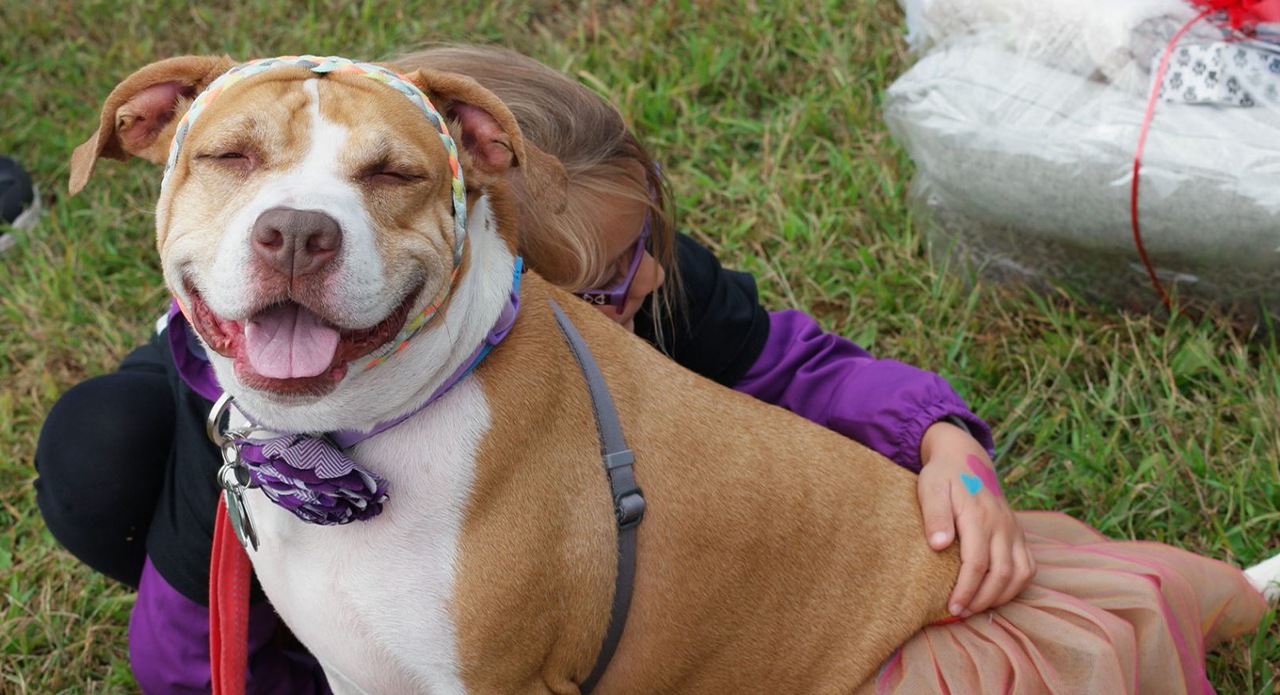 A dog wearing a harness and purple bandanna sits with a person outdoors, in an image published alongside InSync’s HEAL Foundation work.