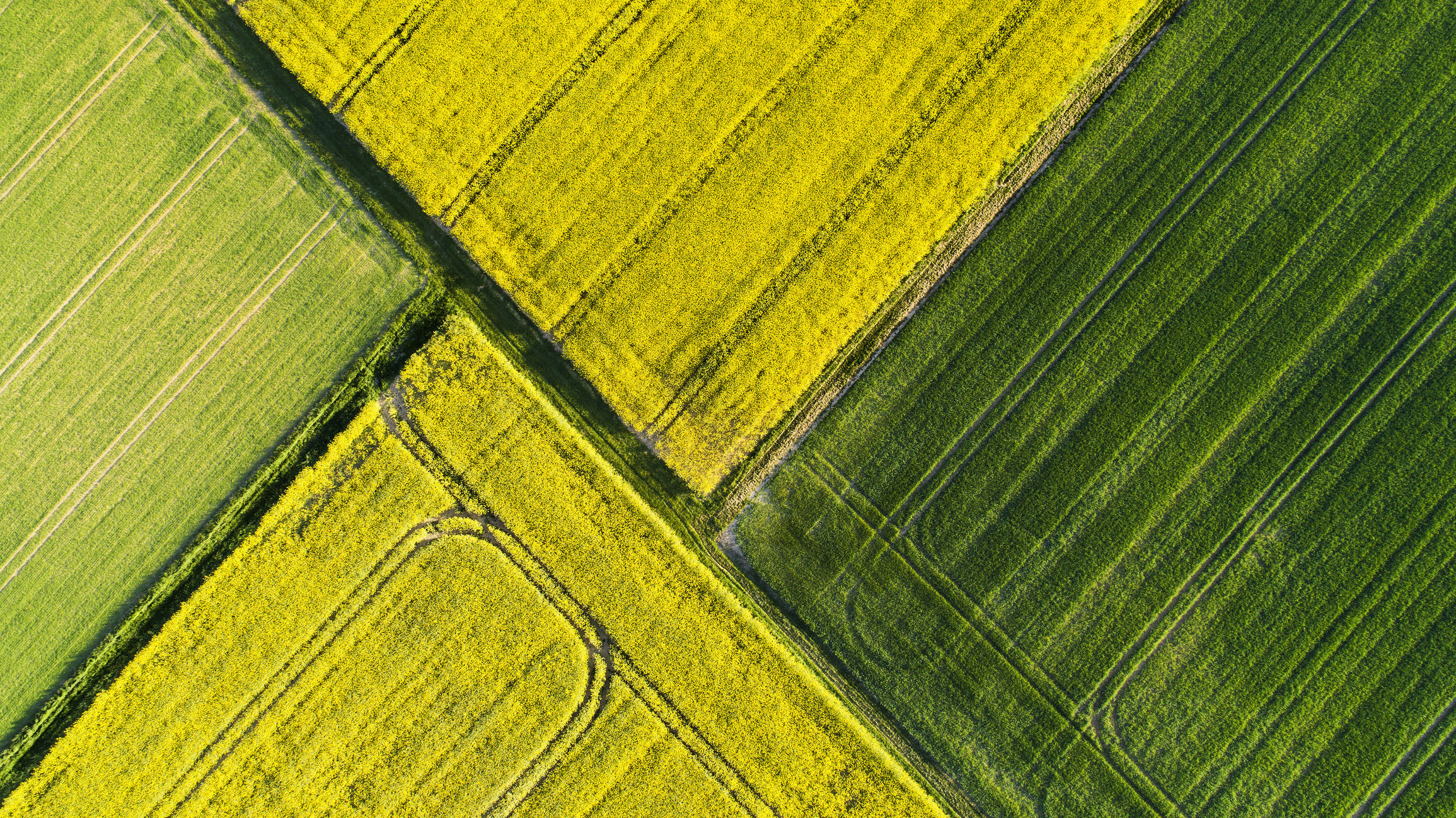Aerial view of green and yellow crop fields separated by tracks