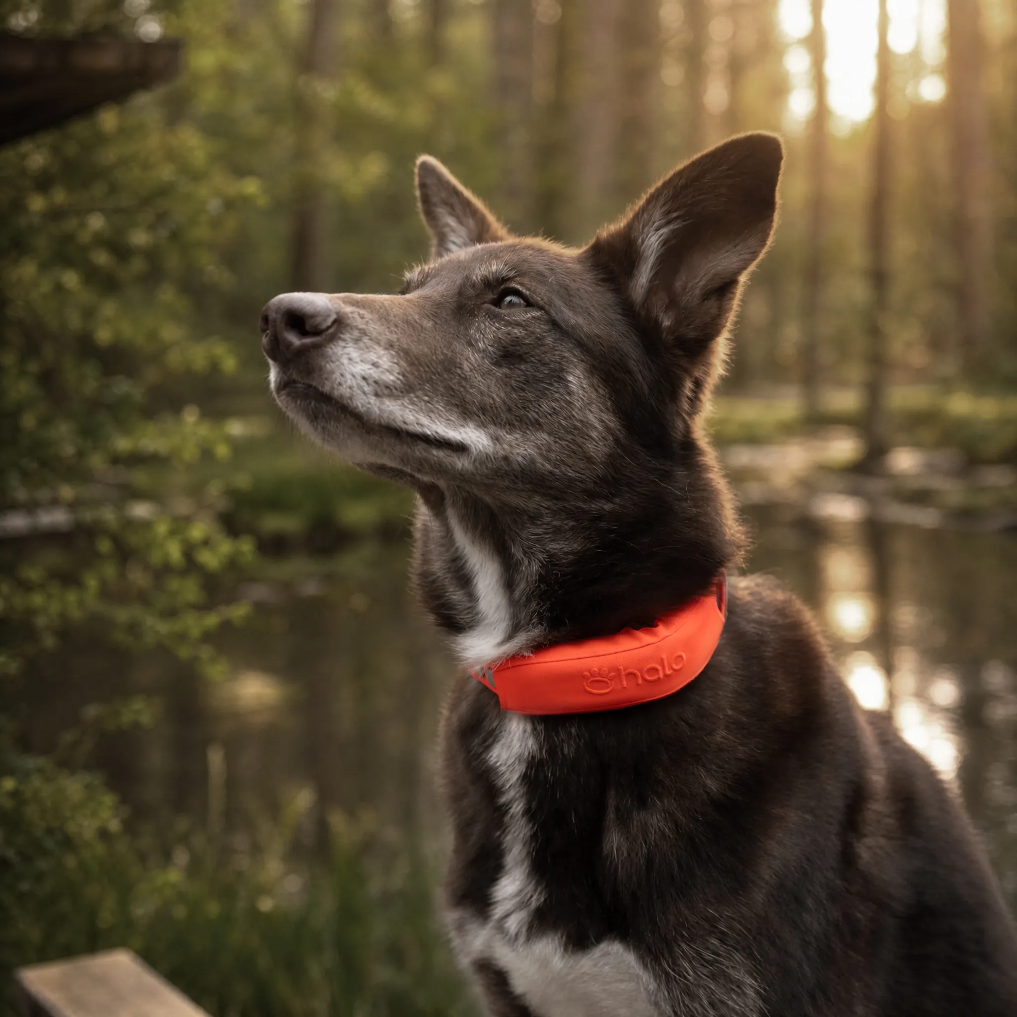 Halo Collar 5 smart GPS dog collar in Blaze color