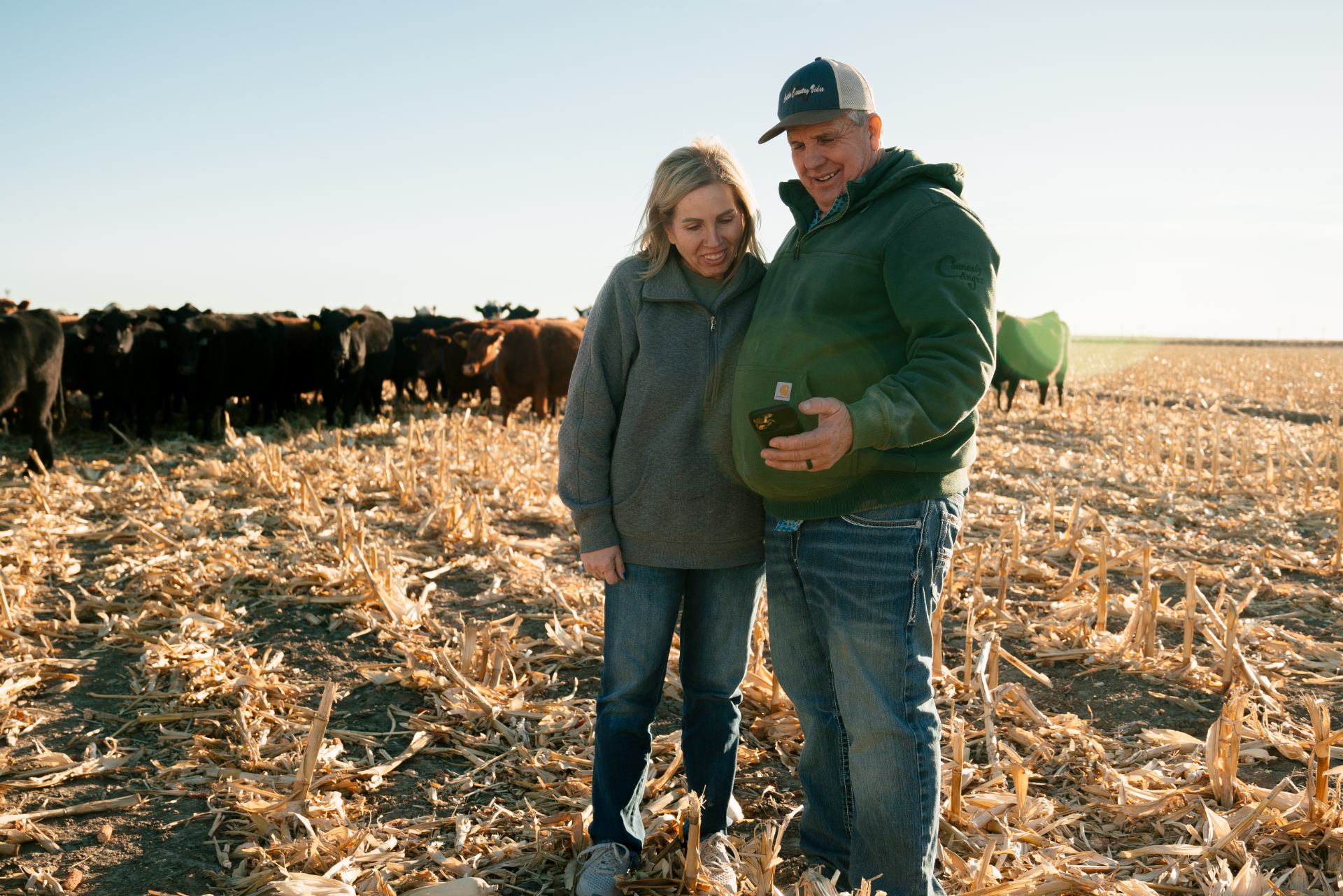 Two ranchers look at a phone while cattle stand behind them in a harvested field