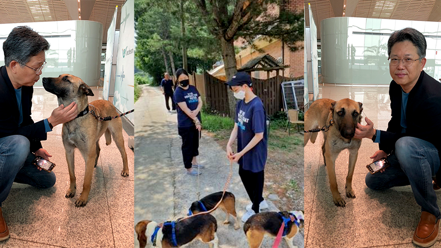 Marsh’s Korea volunteering montage showing Hank Lee with a dog and volunteers walking dogs