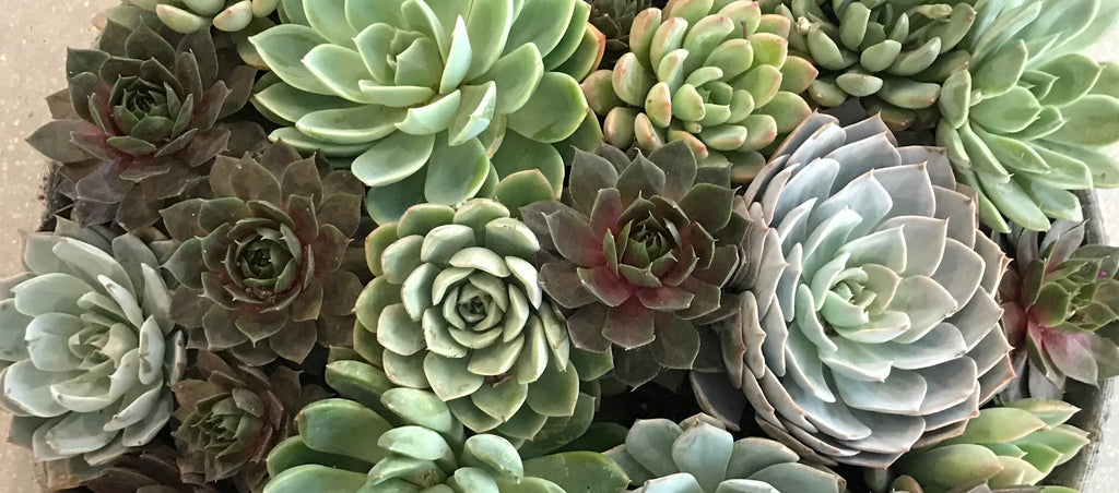 Interior plant installation featured in H.Bloom’s plant services portfolio
