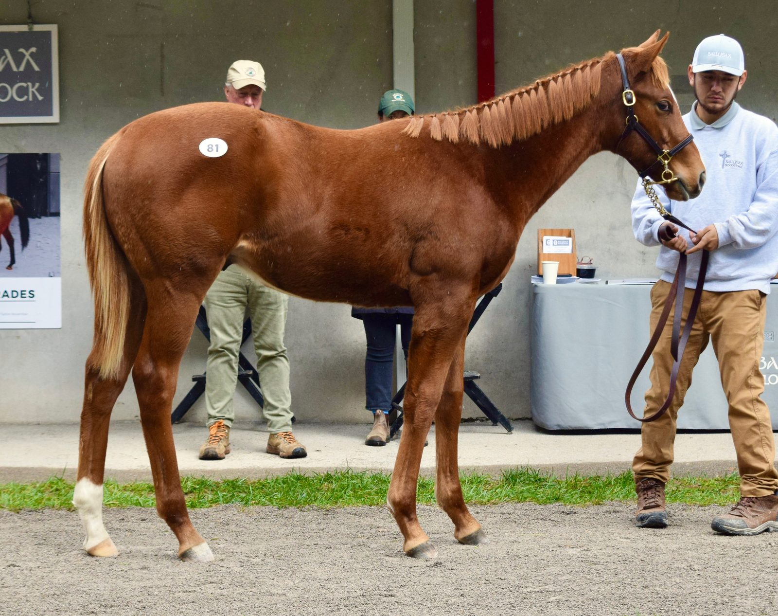 The Cody’s Wish colt out of Catching the Wind standing for inspection at Fasig-Tipton