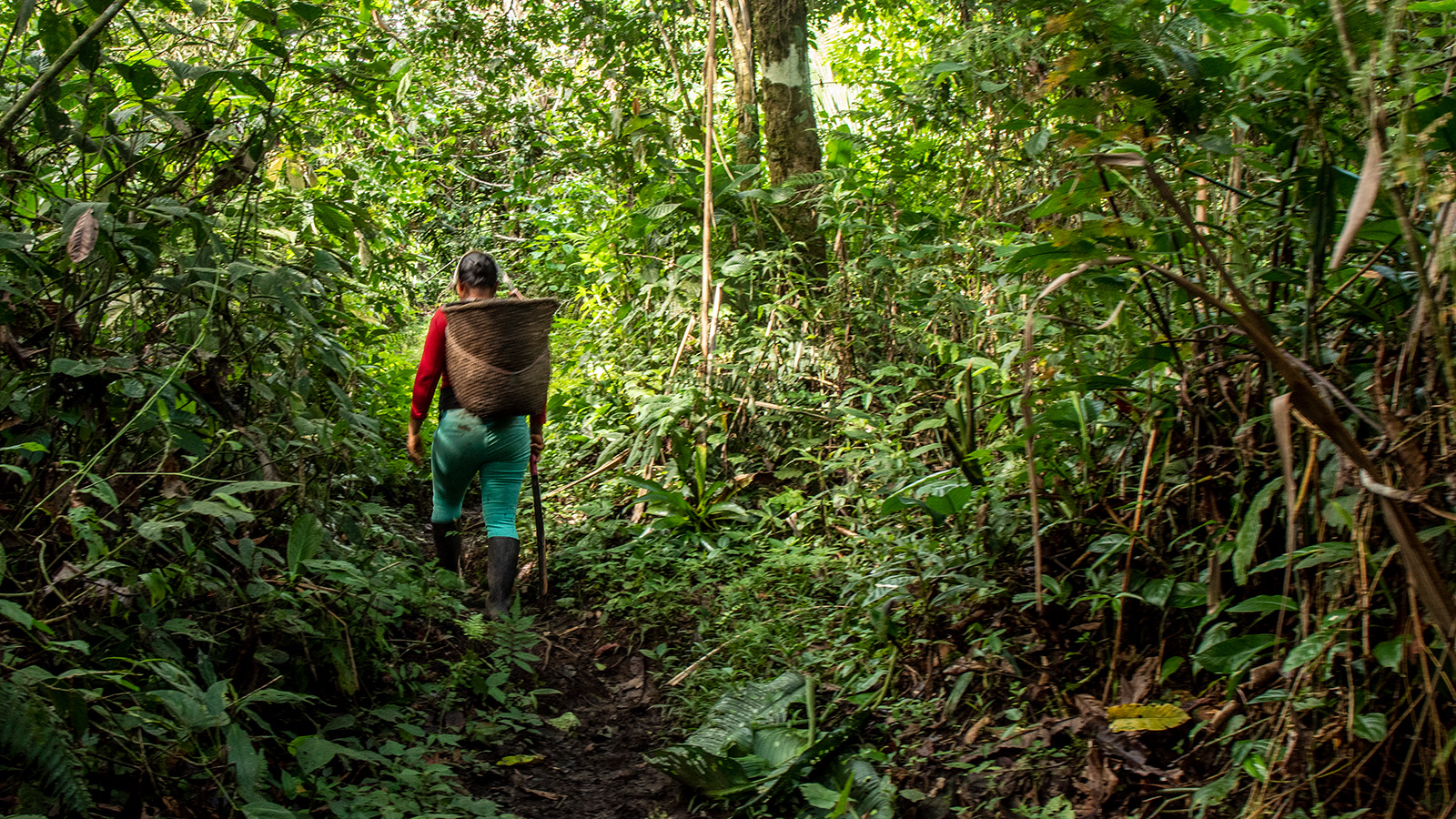A person carrying a woven basket walks along a trail through dense Amazonian forest.