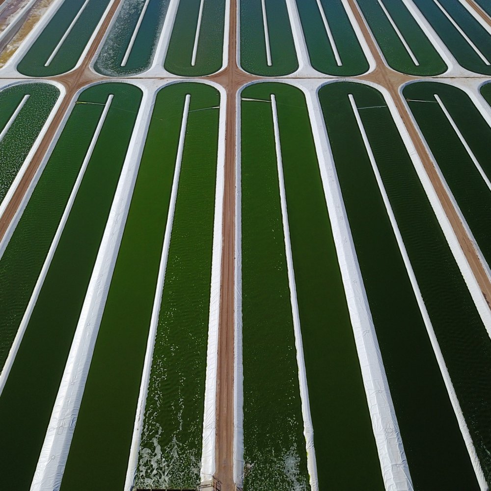 An aerial view of long green algae cultivation ponds separated by white pond walls