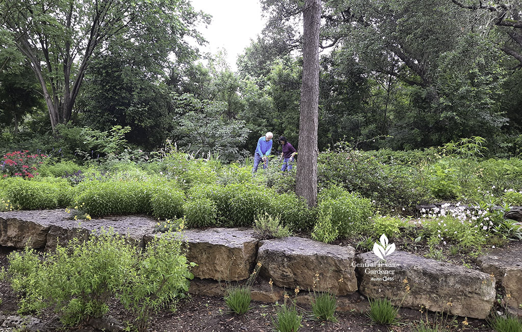 James Truchard and gardener Nida working above terraces of stone walls and plants in his Hill Country garden.