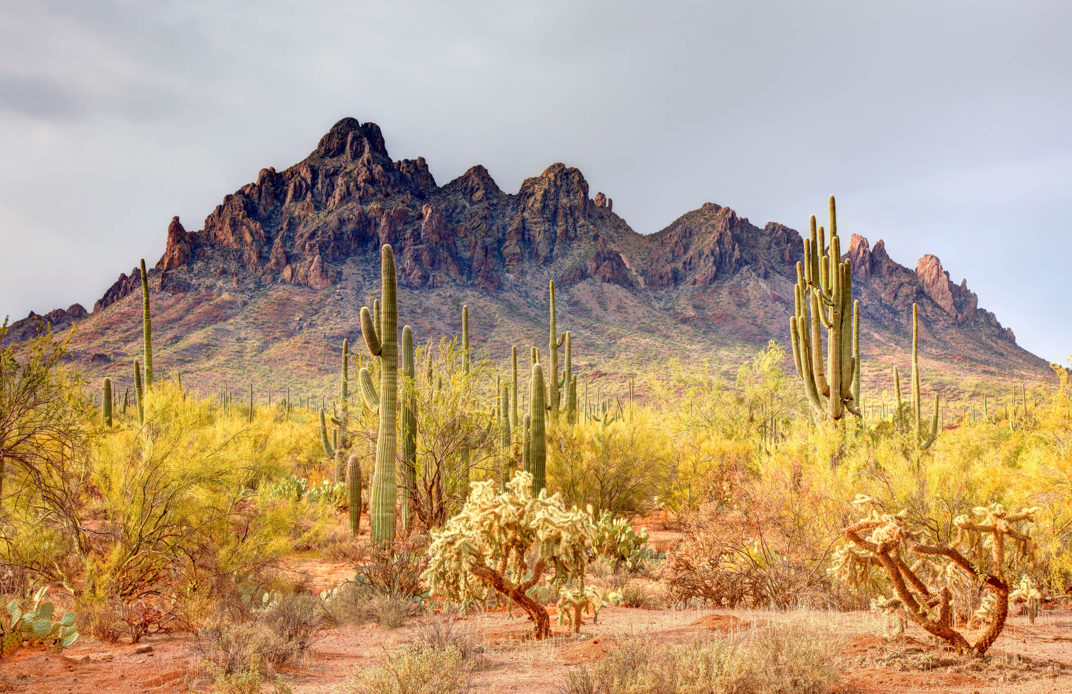 Rocky desert landscape with saguaro cacti, habitat associated with venomous snakes