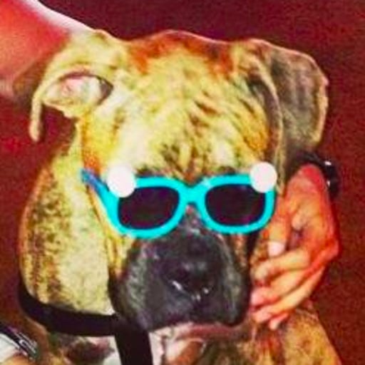 A dog wearing bright turquoise novelty glasses, used as Josh O'Connor's public developer avatar