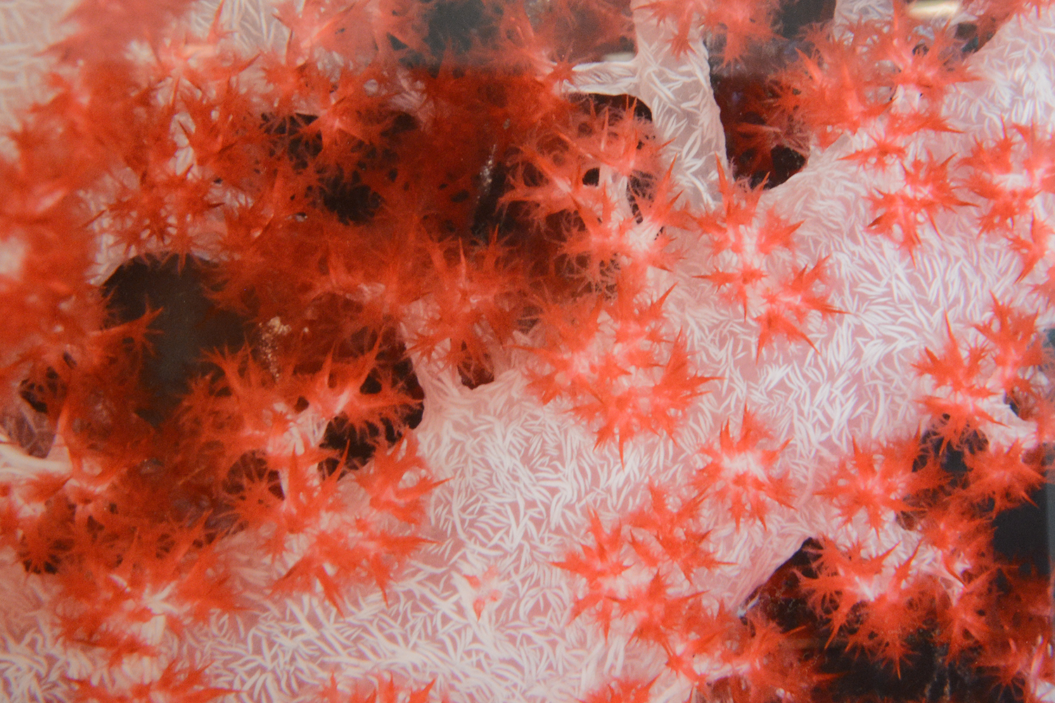Joshua Boger's photograph of red and white soft coral against deep blue water