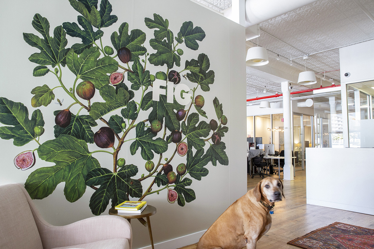 FIG office with a painted fig tree mural, an open workspace and a dog