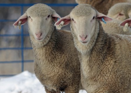 Two Rambouillet sheep standing together in a snowy enclosure