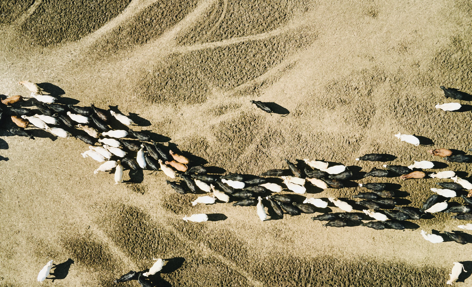 An overhead view of cattle crossing open ranchland