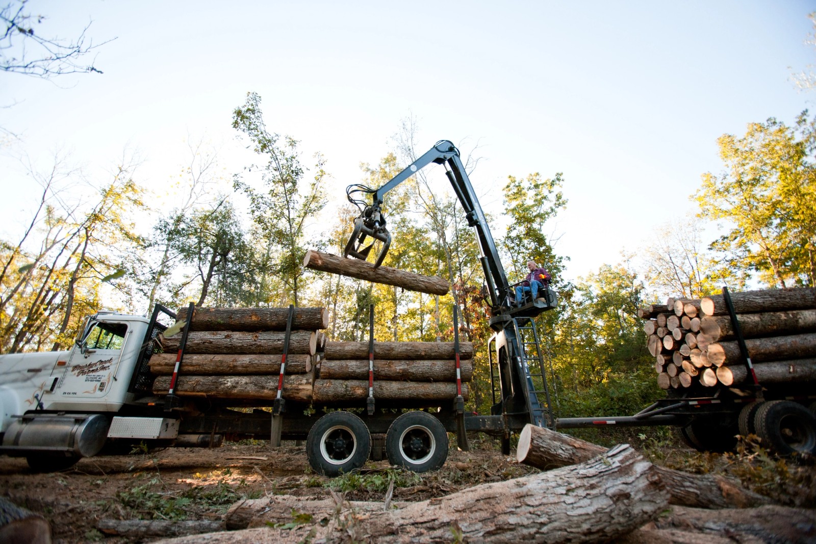 A loader lifts a log between timber trucks in a wooded area