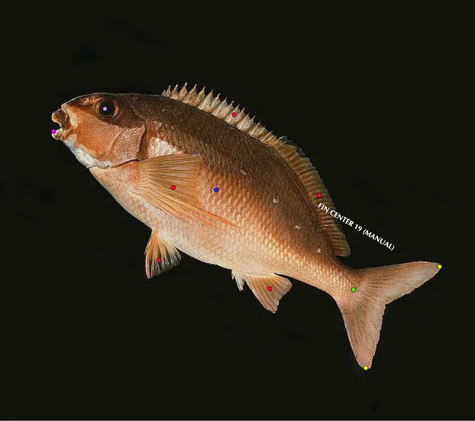 A fish annotation example with colored landmarks on its body and fins