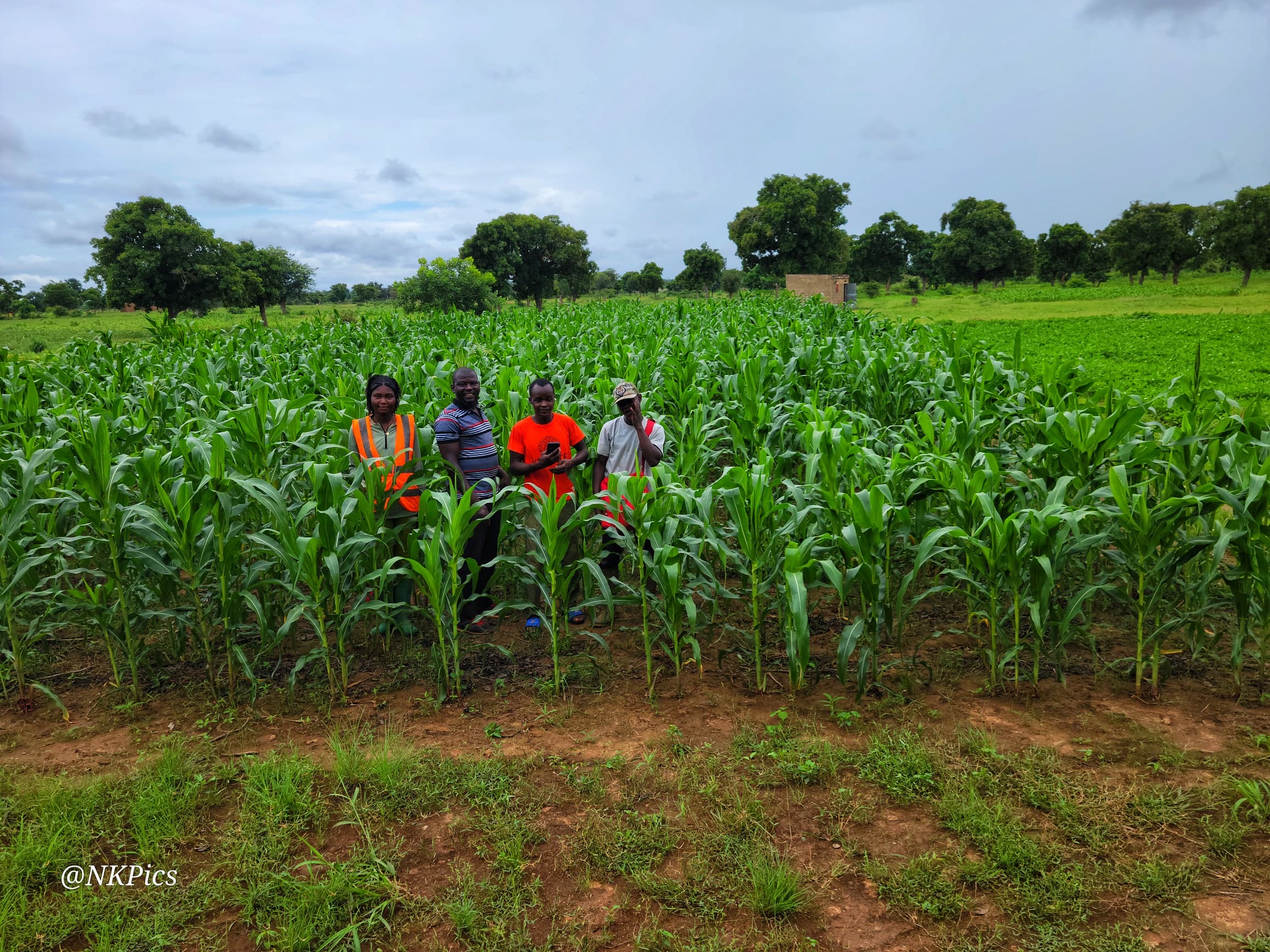 Four people standing among green crops in a field