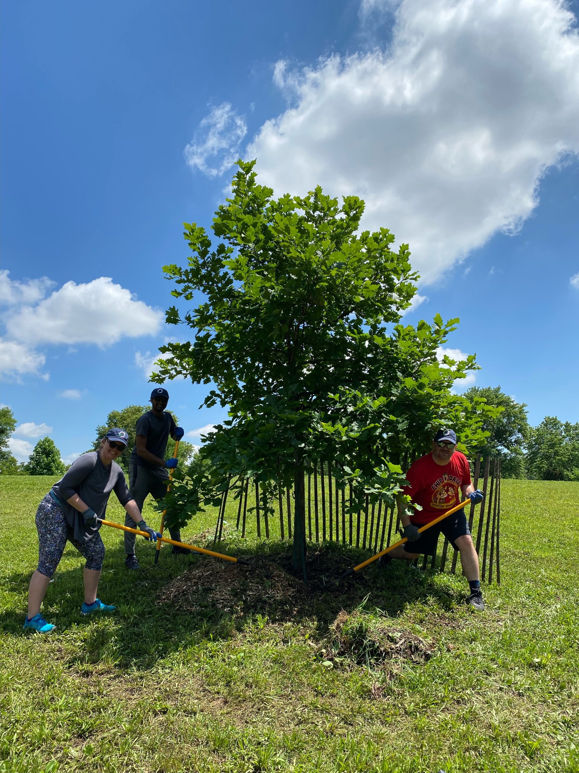 Leaf employees volunteering on young-tree maintenance in Crotona Park