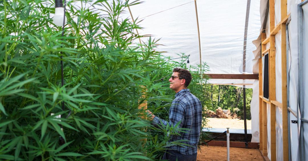 Lex Corwin walking between tall cannabis plants inside a Stone Road greenhouse