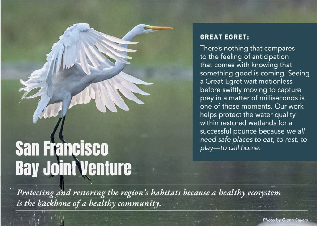Great egret storytelling postcard created for San Francisco Bay Joint Venture