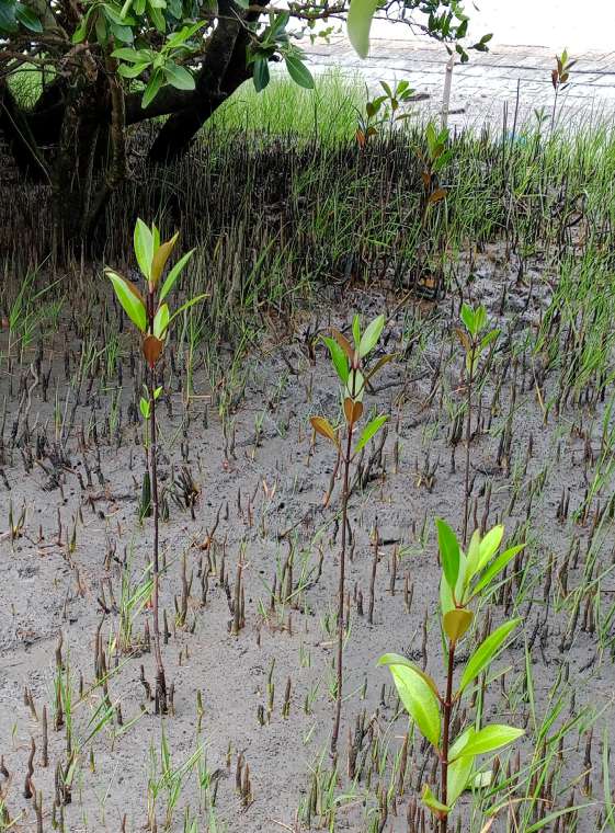Mangrove saplings and young trees in the Sundarbans project