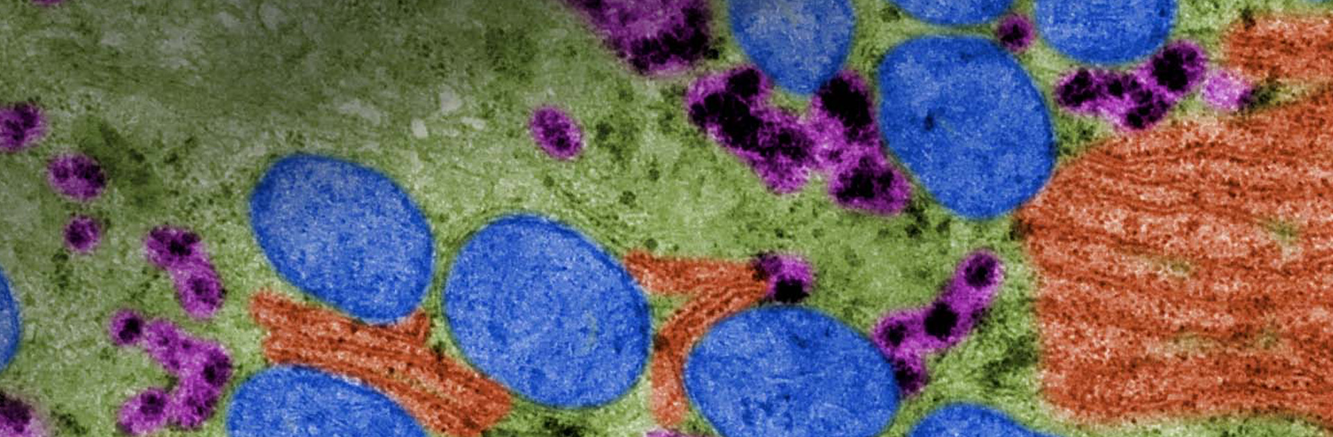 Colorized cellular structures used in OrsoBio's scientific imagery