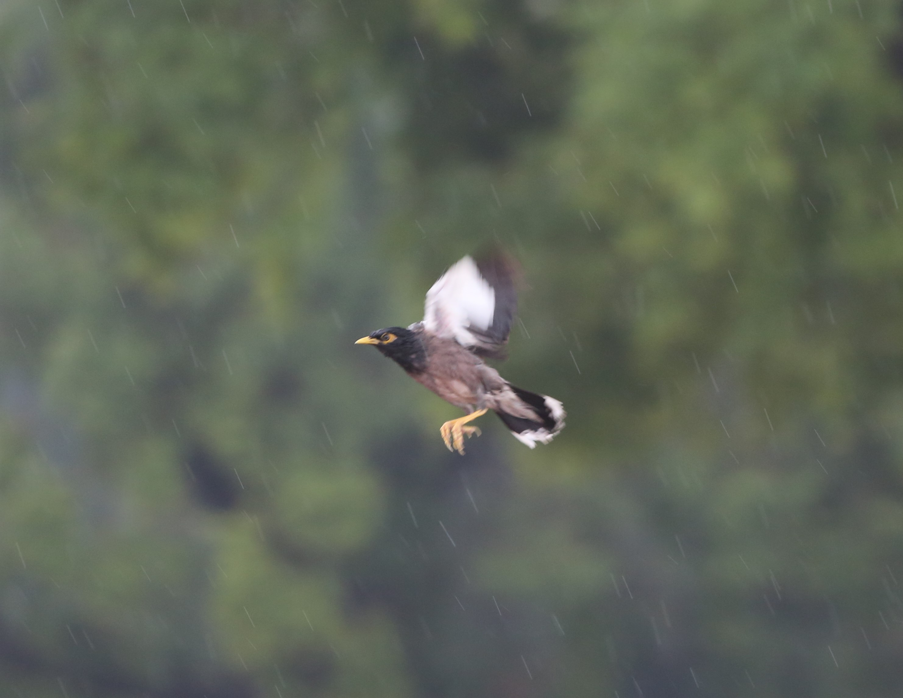 A bird caught in flight amid falling rain, from Manoj Pillai’s essay on slowing down