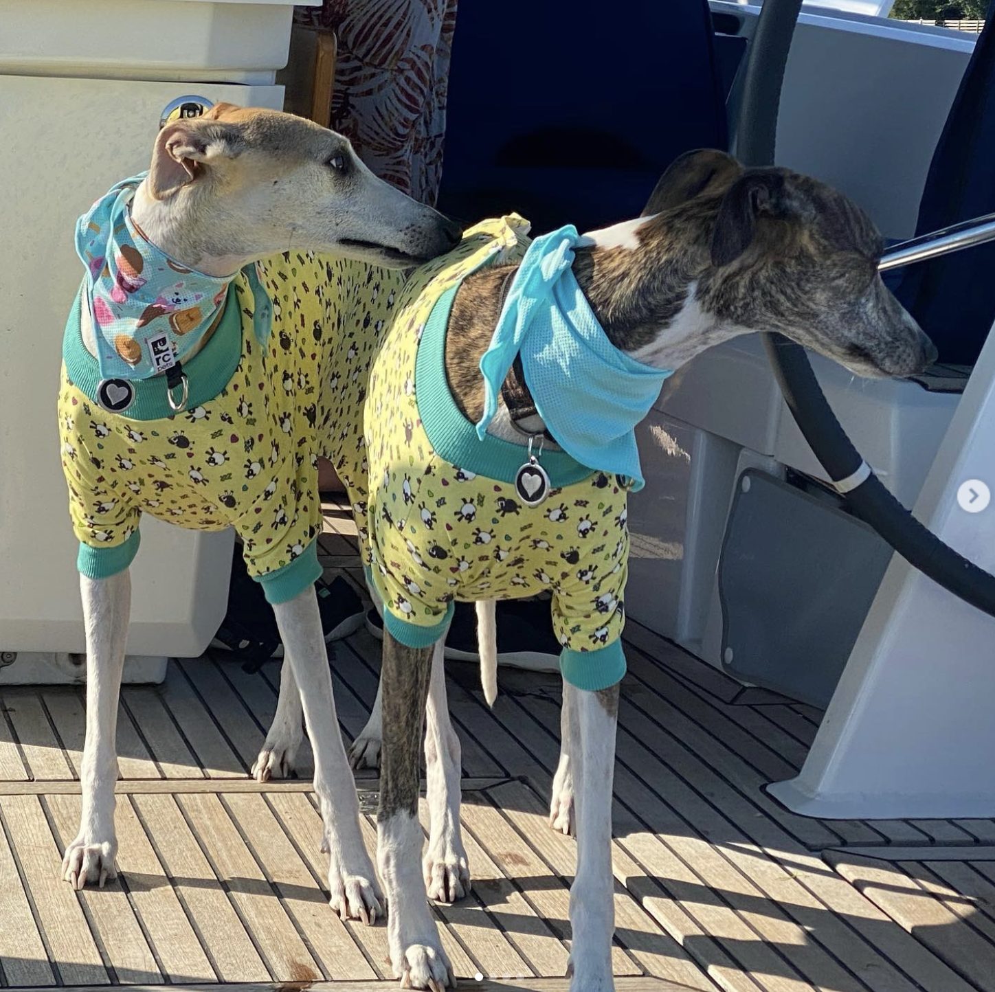 Two dogs wearing patterned coats stand aboard the Williams family sailboat