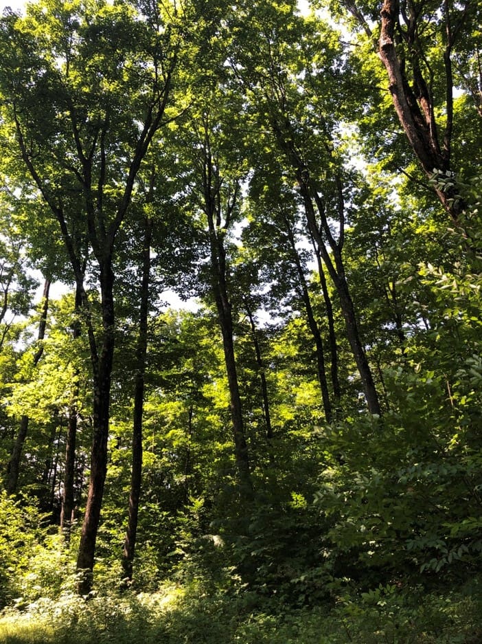 Maple woodland at Old Town Farm in Pomfret, Vermont