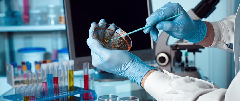 Gloved hands handle a laboratory culture dish beside sample tubes