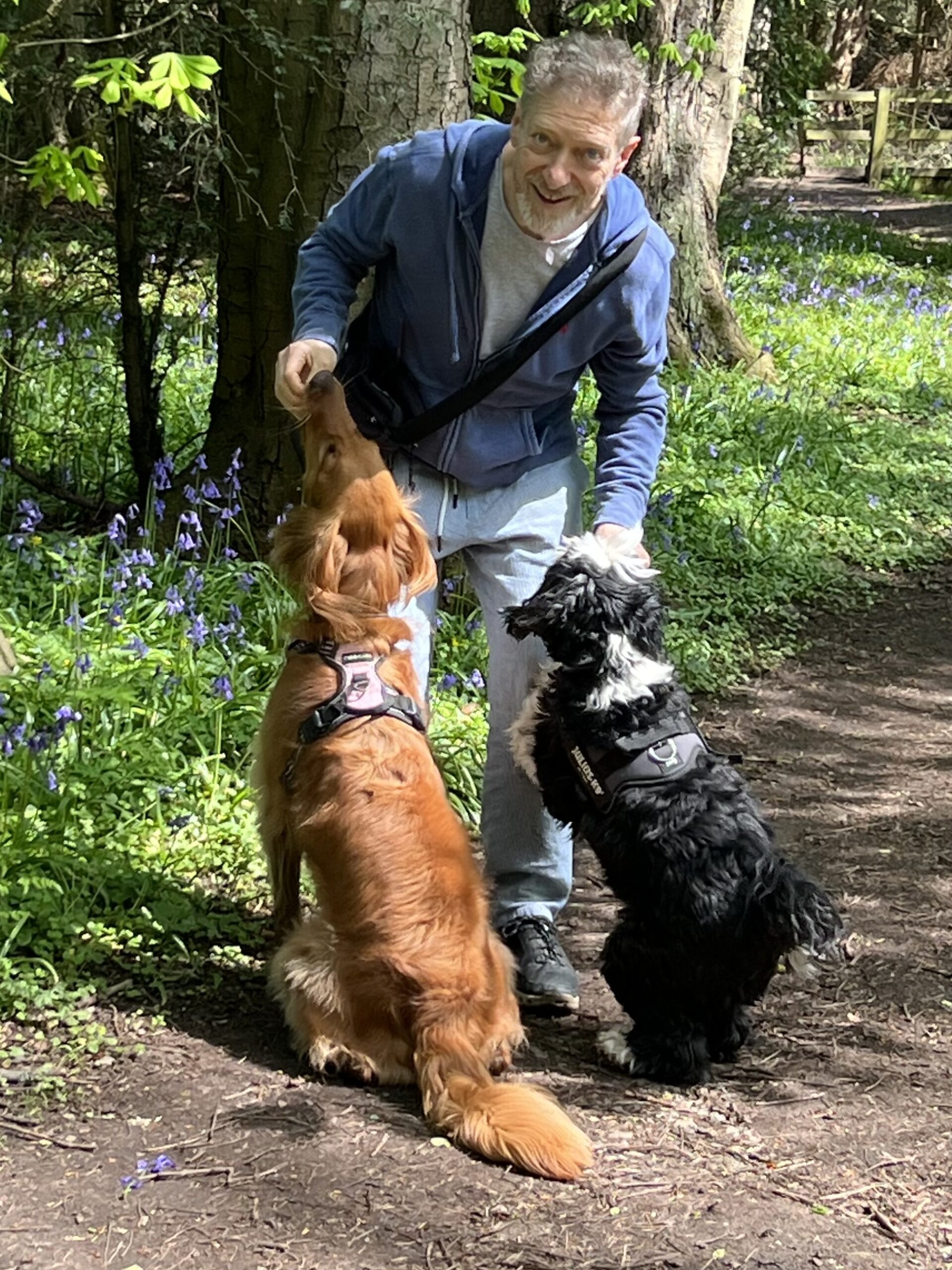 Martin Werth with two dogs beside a tree on a wooded path lined with bluebells