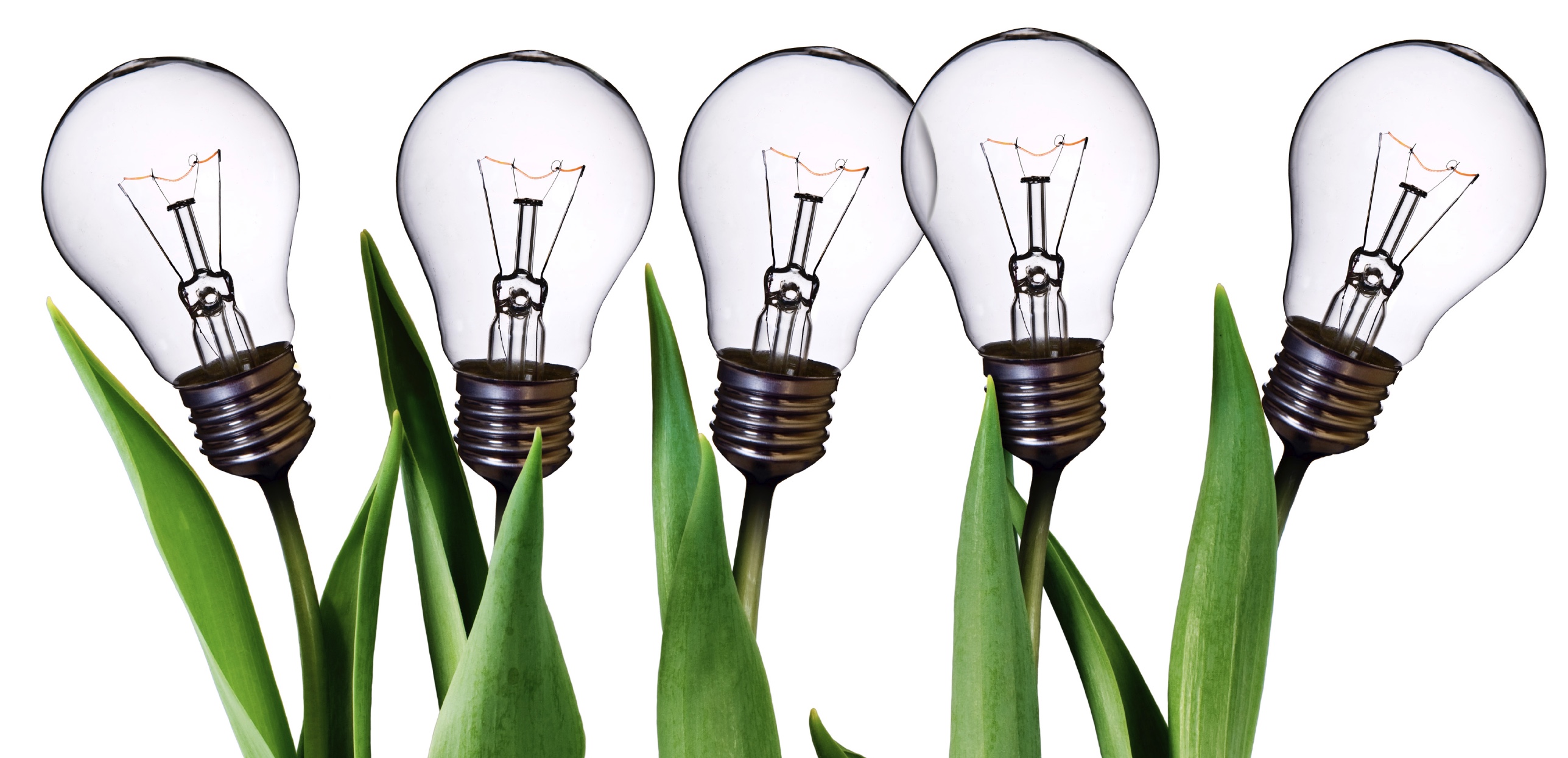 An illustration of light bulbs rising among green leaves