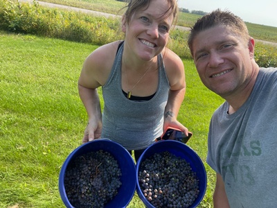 Mike Derheim and a companion beside two blue buckets filled with harvested grapes at Bunnycup Winery