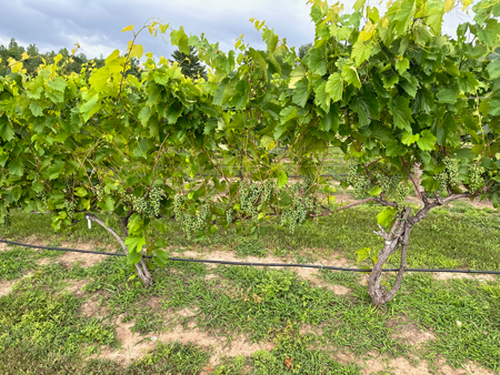 Rows of grape vines at Bunnycup Winery