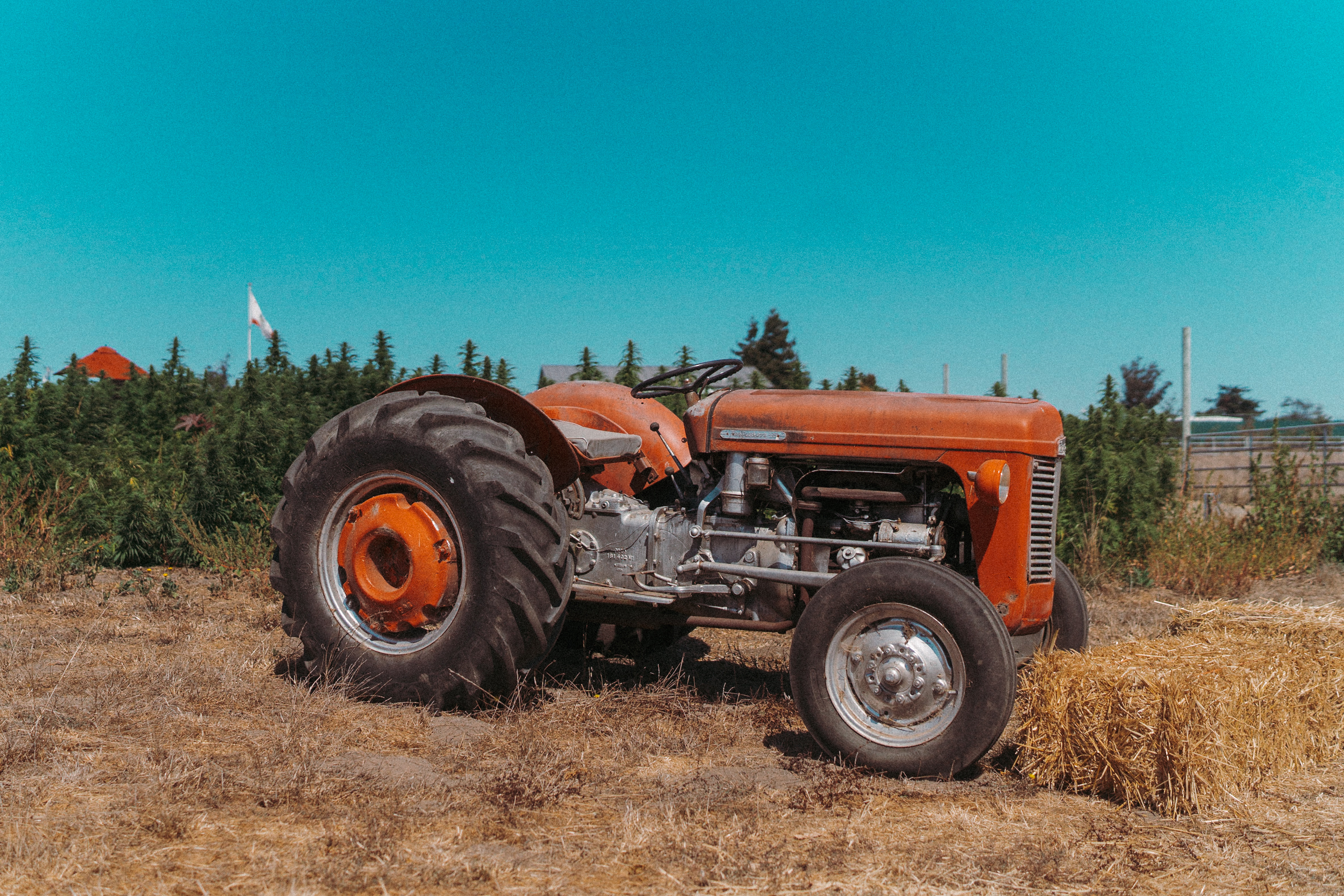 Vintage tractor beside rows of cannabis at Sonoma Hills Farm