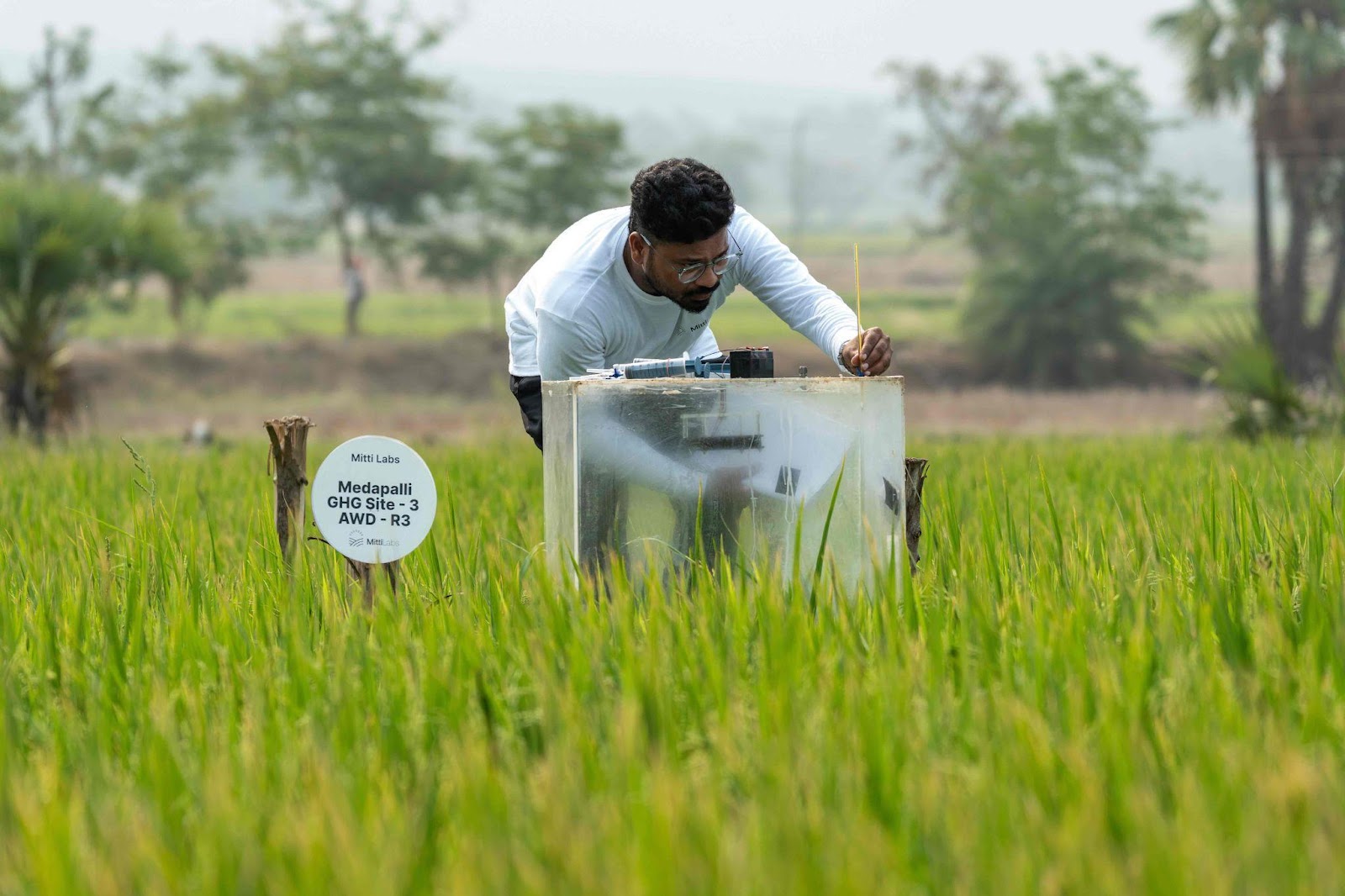A transparent methane sampling chamber among green rice plants in a Mitti Labs field site