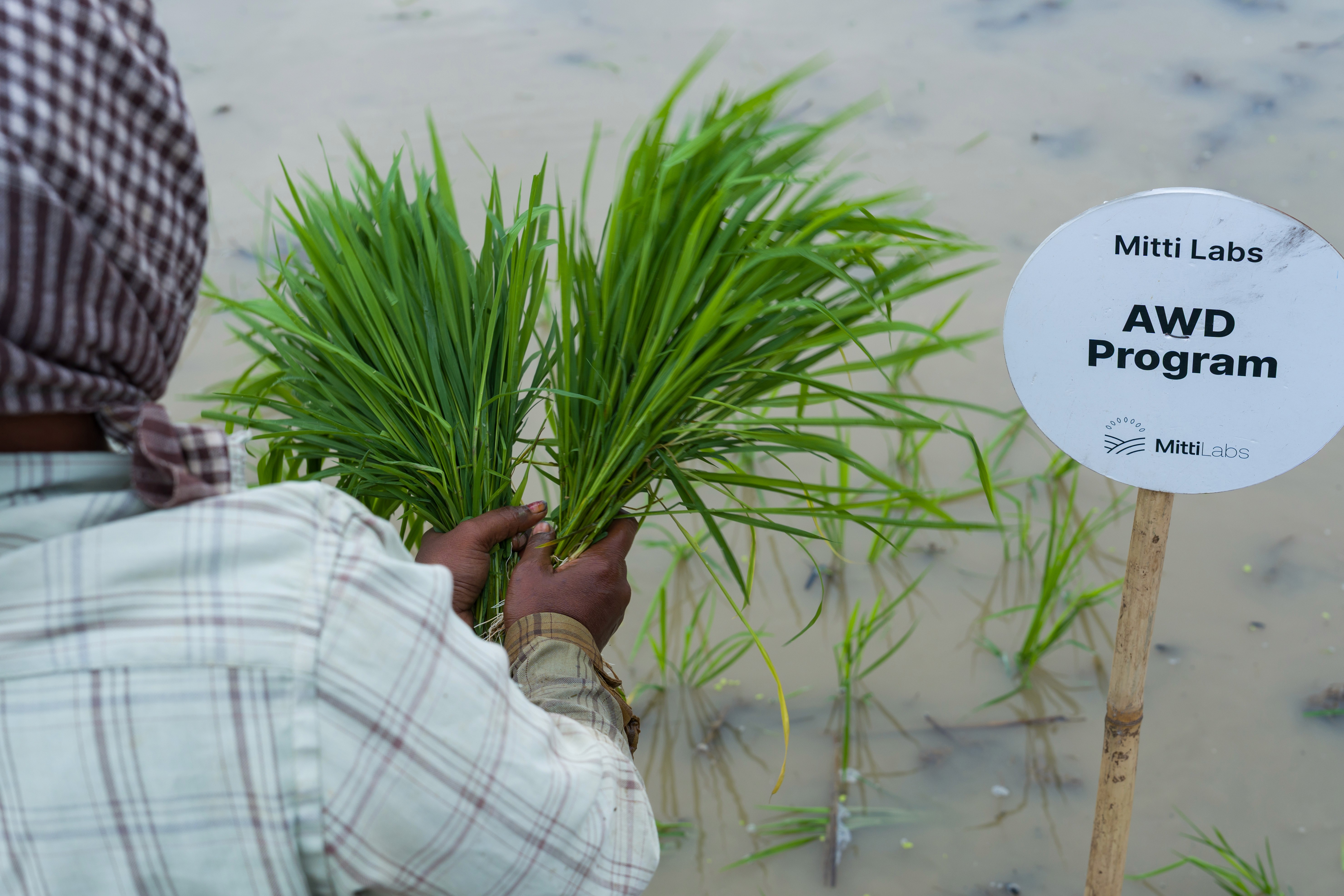 A farmer holds green rice seedlings beside a Mitti Labs AWD program marker in a paddy field