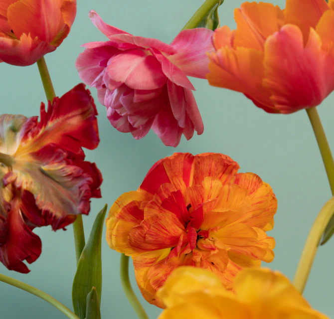 Colorful tulips in Modern Age’s promotional imagery for its Aging Wellness Assessment