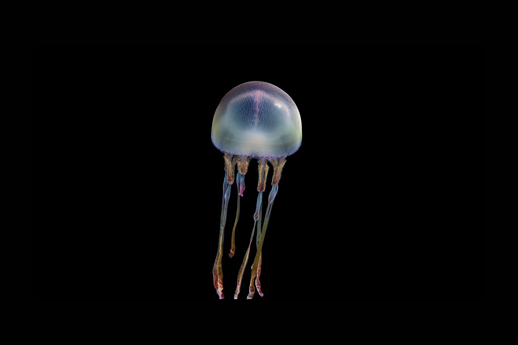 The Aquarium That Turned Wonder Into an Ocean Policy Engine