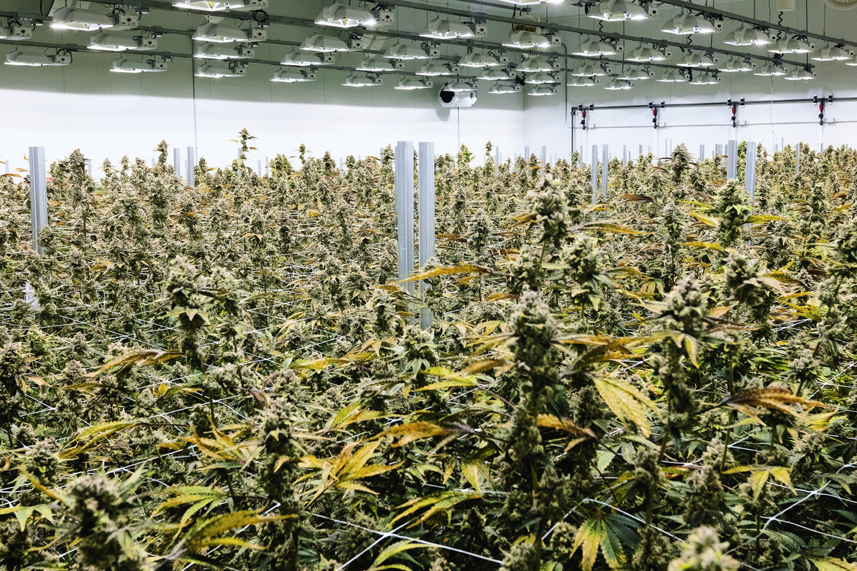 Rows of flowering cannabis plants beneath indoor grow lights at the Natrabis cultivation facility
