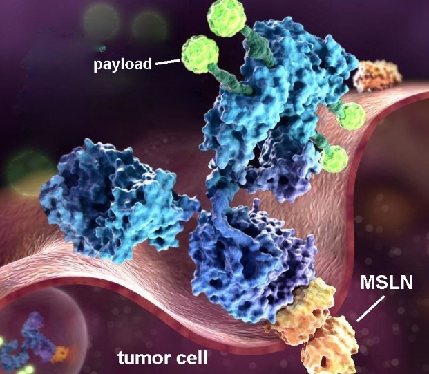 Navrogen diagram showing the NAV-001 antibody-drug conjugate binding mesothelin on a tumor cell and releasing its payload