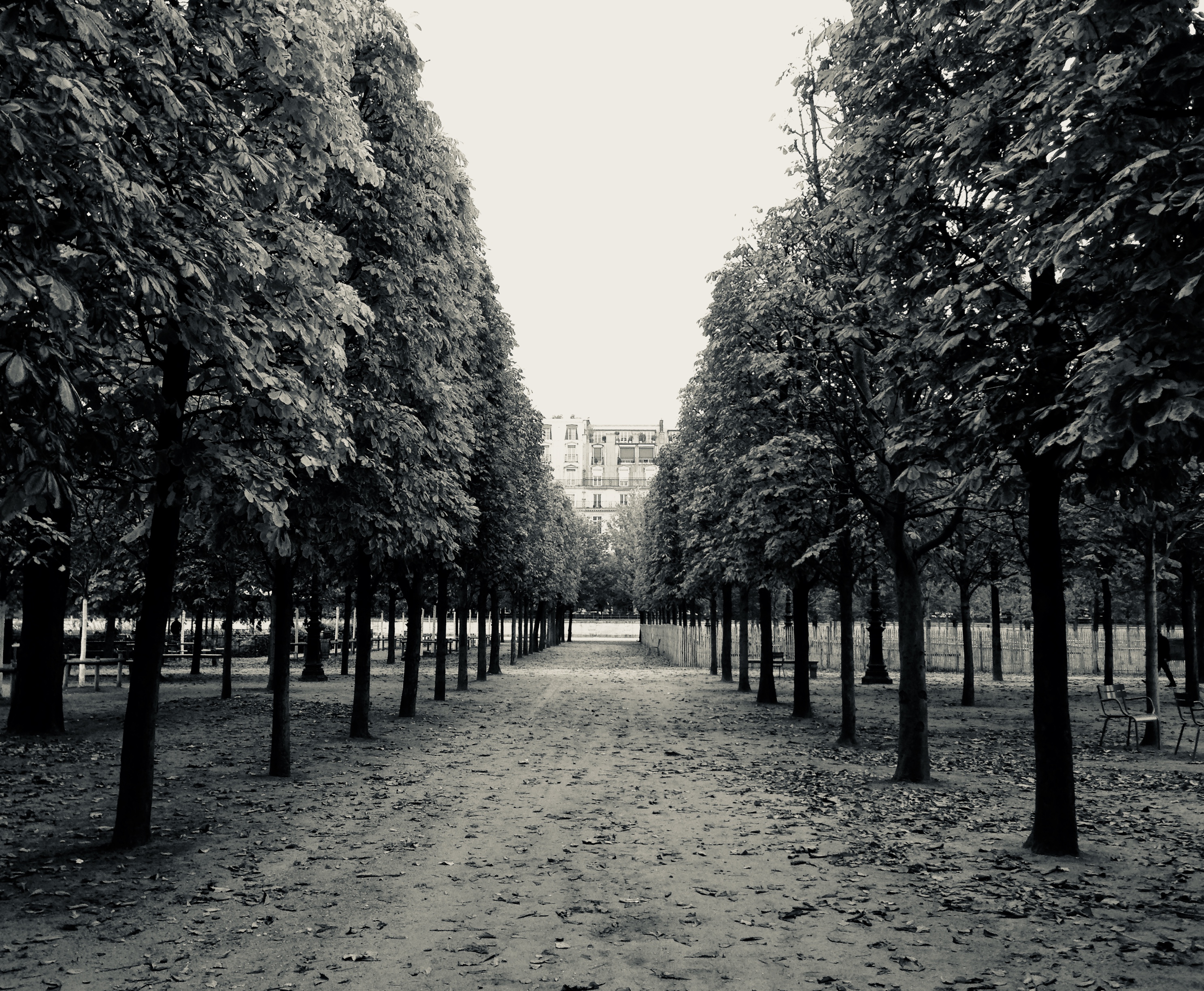 Nicole Penn’s black and white photograph of a tree-lined avenue in Paris