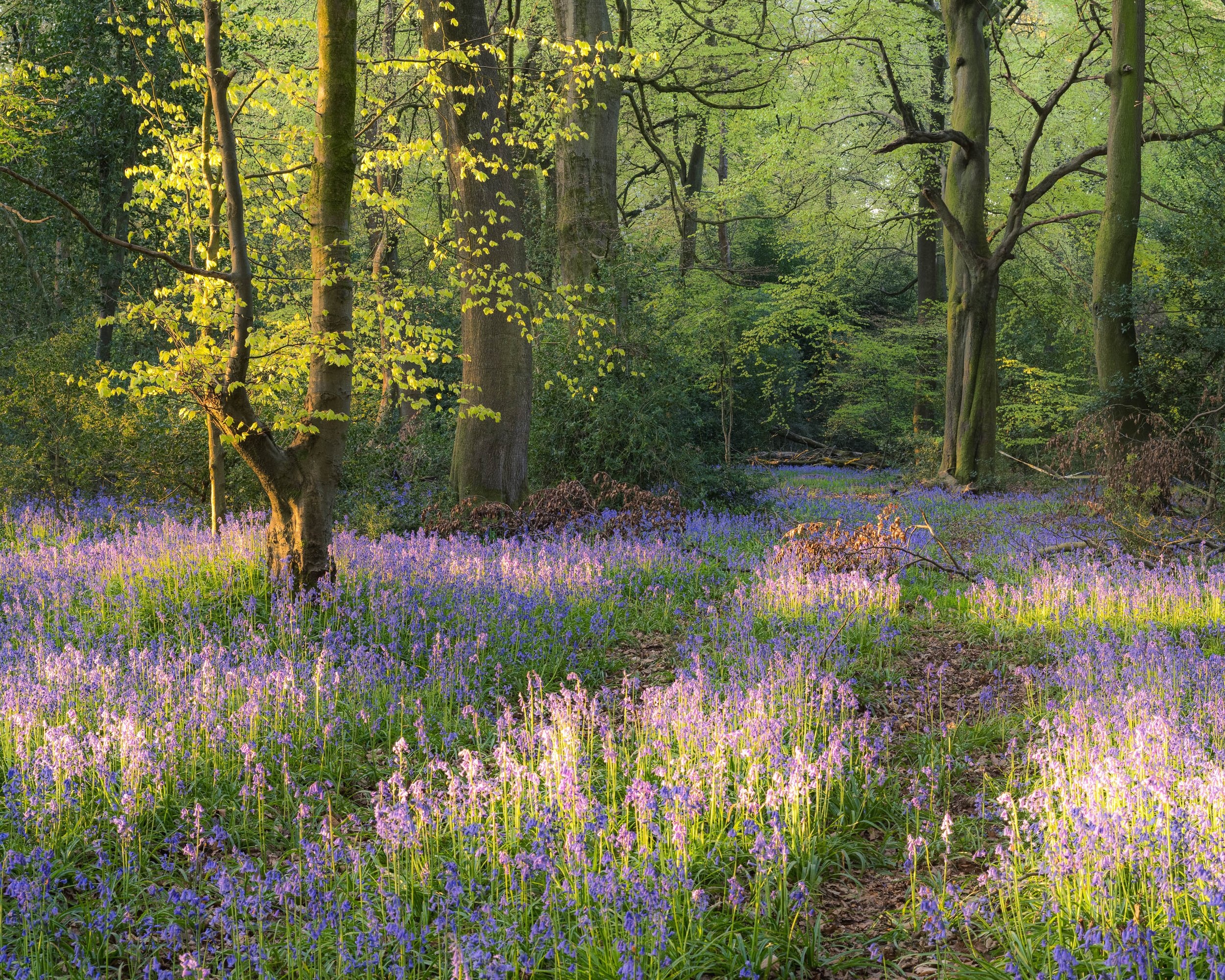 Sunlight catches fresh green leaves above a carpet of bluebells in Nigel Danson’s woodland photograph
