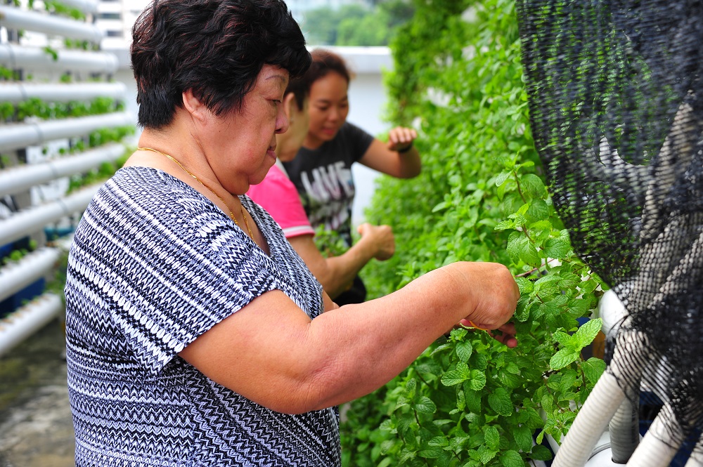 Workers harvesting leafy herbs in vertical growing rows at ComCrop in Singapore