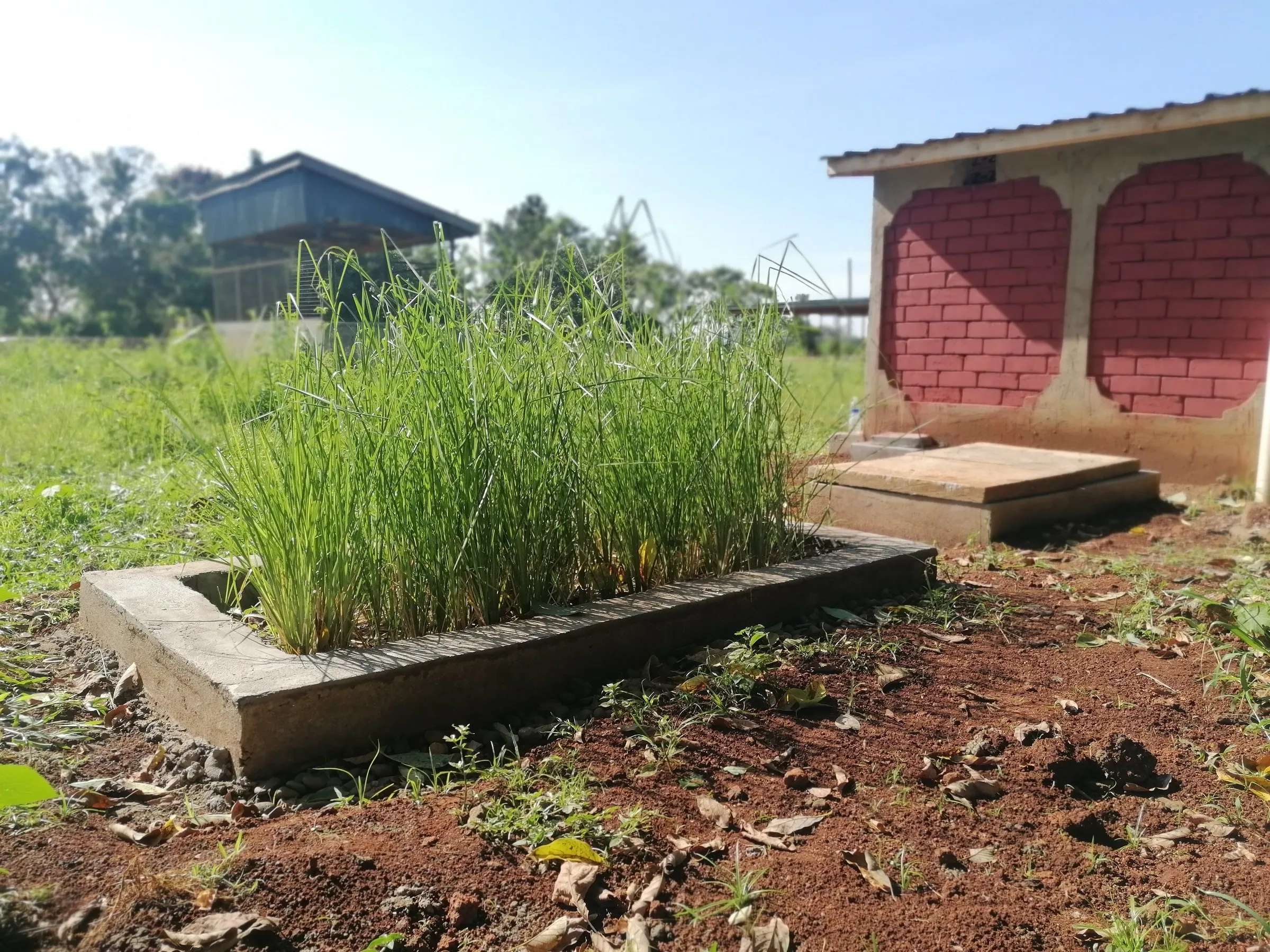 Vetiver grass growing in the treatment bed of a green latrine pilot